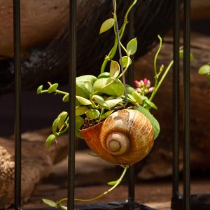 🐚🌿 דישידיה בתוך קונכיית חלזון — בכלוב מתכת / כלי זכוכית