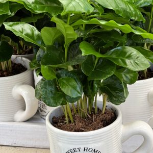 🌱☕ עץ קפה בתוך ספל קפה